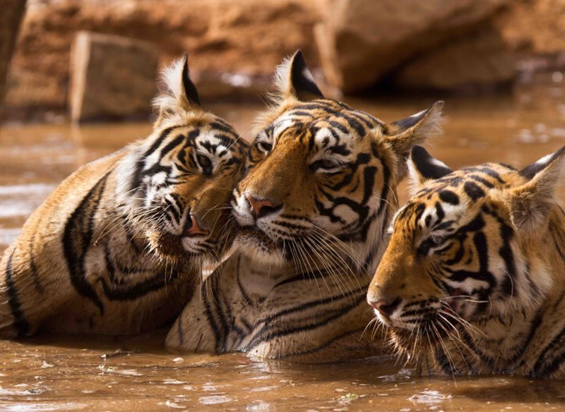 Sanctuary untuk Harimau: Konservasi dan Rehabilitasi