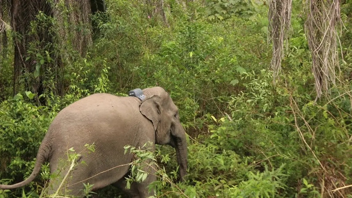 Suaka Margasatwa Balai Raja: Konservasi Gajah Sumatera di Tengah Ancaman Perambahan
