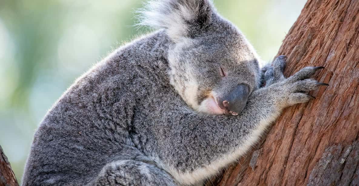 Suaka untuk Koala: Upaya Konservasi, Tantangan, dan Peran Penting dalam Pelestarian Spesies