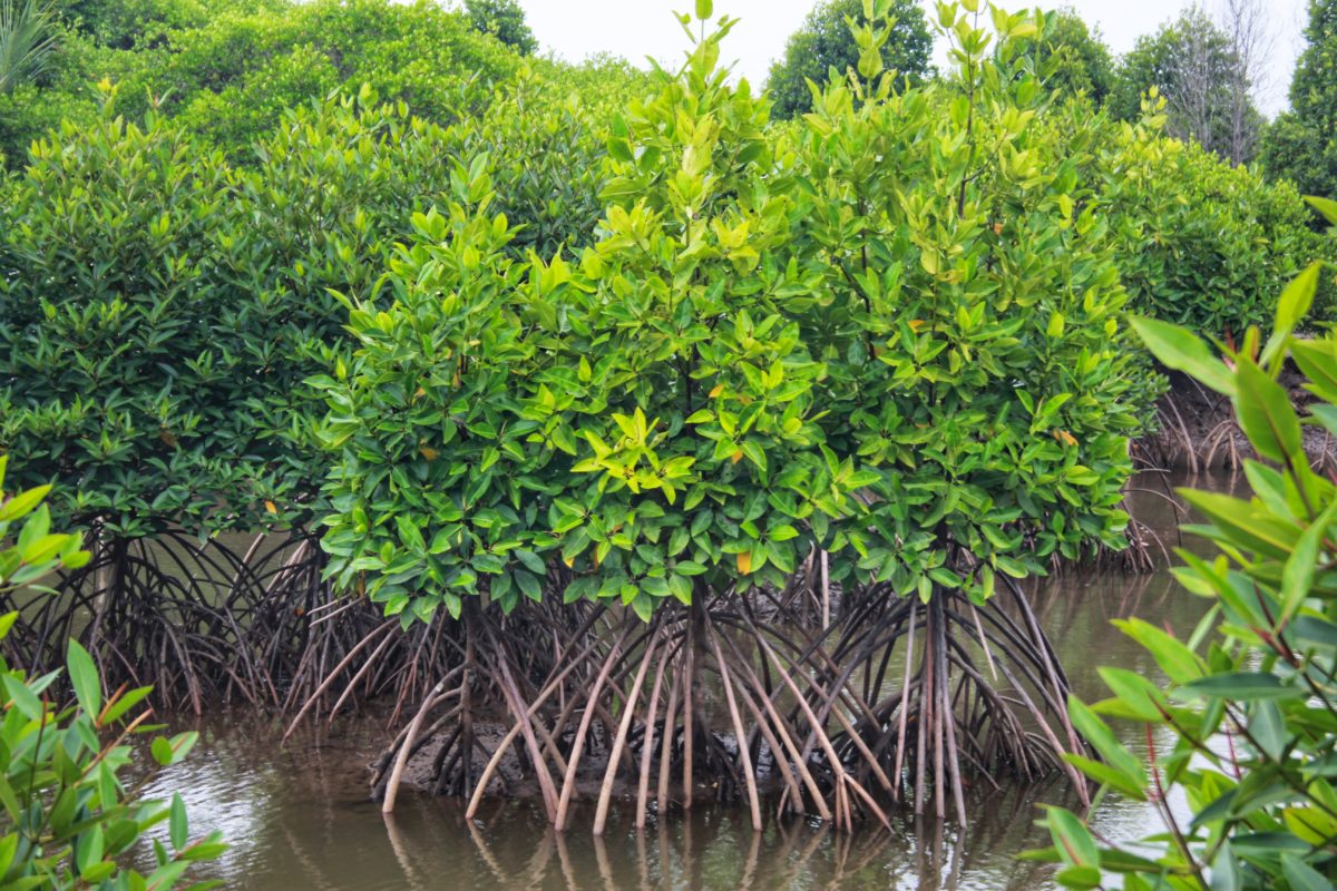 Suaka Margasatwa Karang Gading Langkat Timur Laut: Benteng Konservasi Mangrove Sumatera Utara