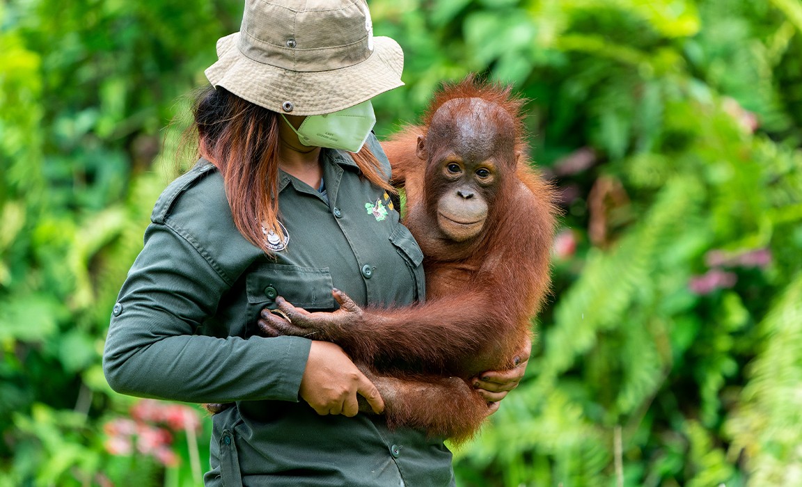 Suaka untuk Orangutan: Benteng Terakhir Pelestarian Spesies Terancam Punah