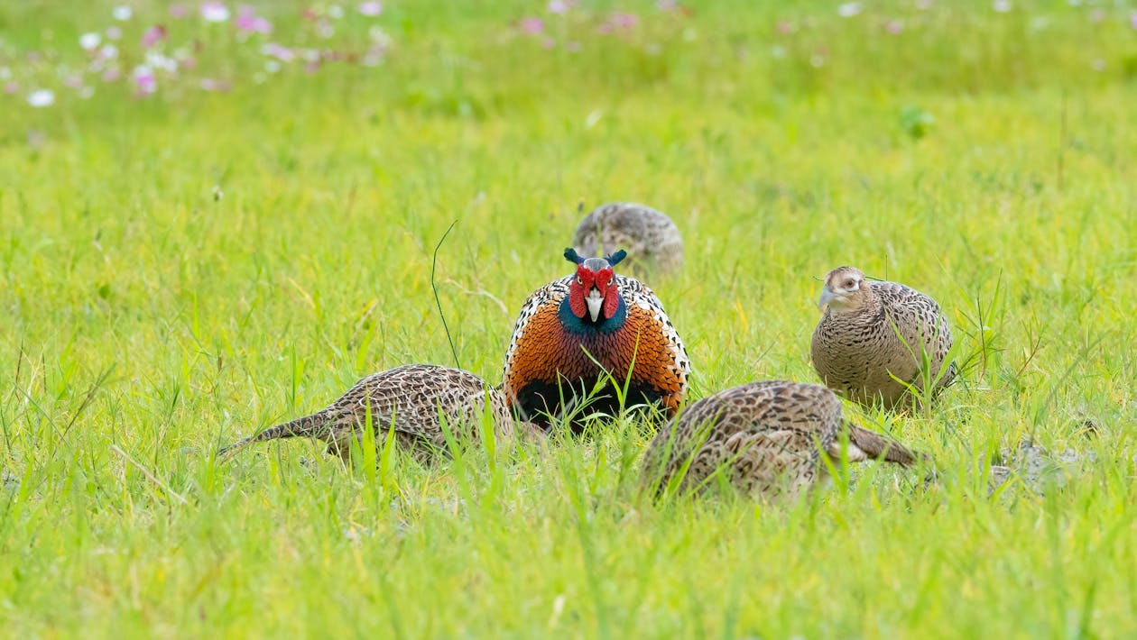 Suaka untuk Burung: Konservasi, Manajemen, dan Peran dalam Pelestarian Biodiversitas