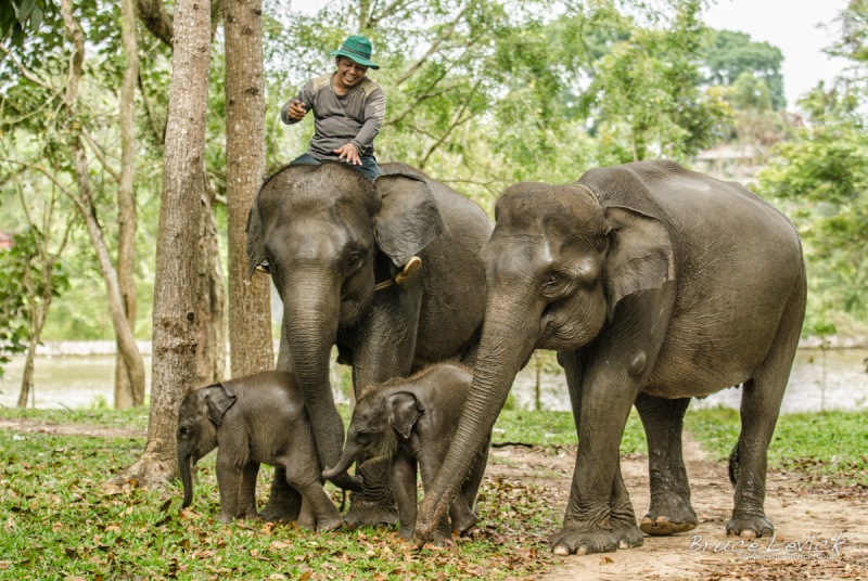 Suaka untuk Gajah: Konservasi, Perawatan, dan Tantangan dalam Melindungi Spesies Ikonik