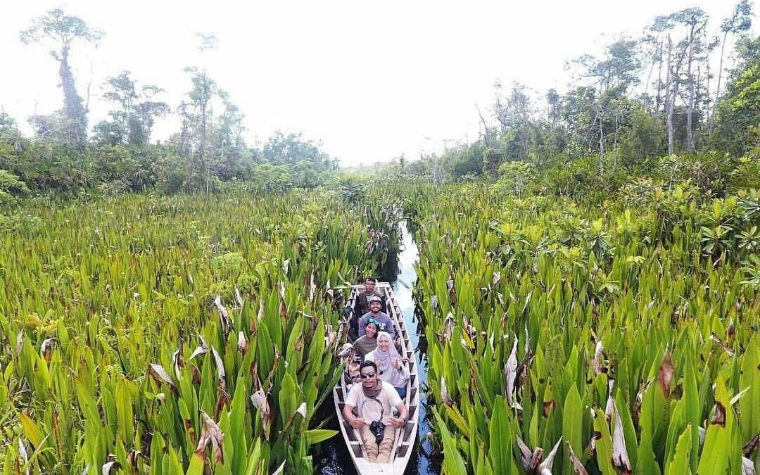 Suaka Margasatwa Rawa Singkil: Permenungan Keanekaragaman Hayati dan Ancaman Deforestasi