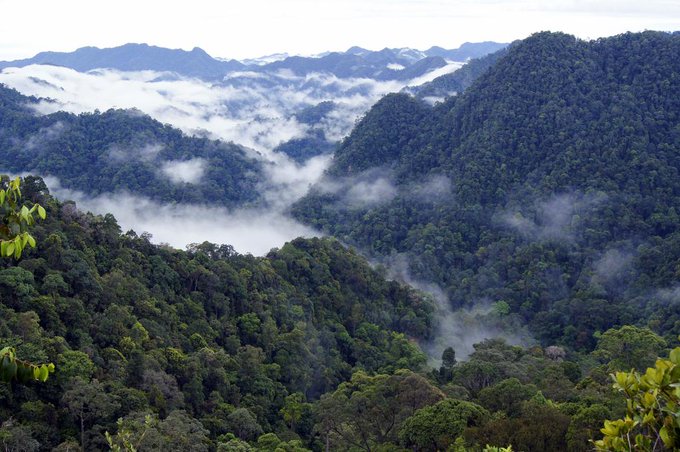 Suaka Margasatwa Bukit Rimbang Bukit Baling: Permata Konservasi di Jantung Riau
