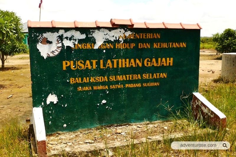 Suaka Margasatwa Padang Sugihan: Konservasi Gajah Sumatera dan Ekosistem Gambut