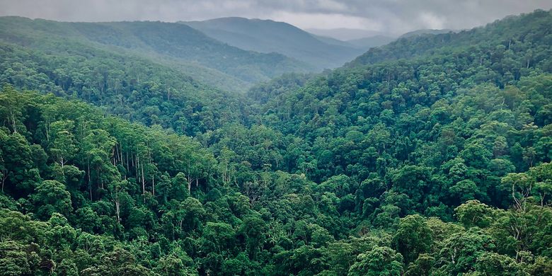 Suaka Margasatwa Gunung Raya: Konservasi Keanekaragaman Hayati di Sumatera Selatan