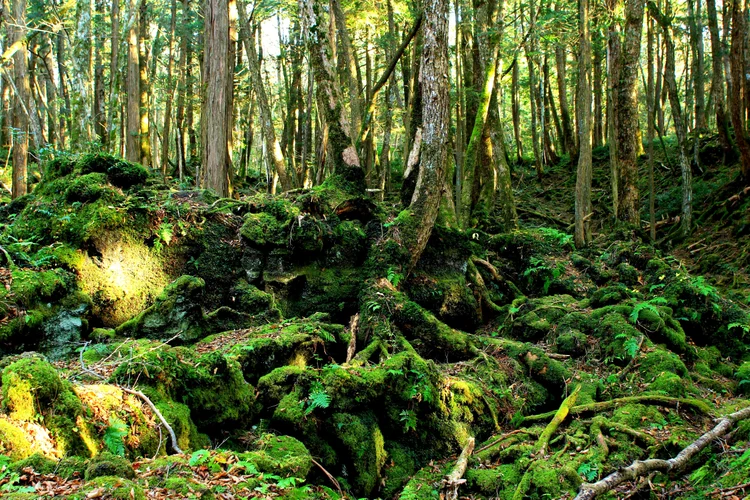 Suaka MargaSatwa Dunia Bikin Merinding! – 7 Tempat Paling Misterius di Bumi