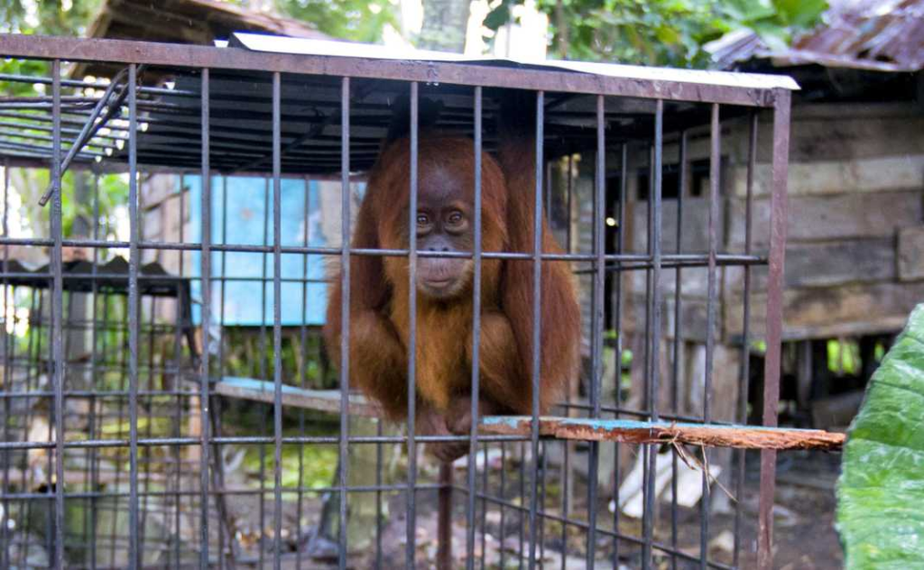 Gawat 3 Ancaman serius bagi suaka margasatwa dunia