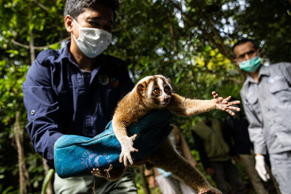 Terungkap! Keajaiban Suaka Marga Satwa Dunia