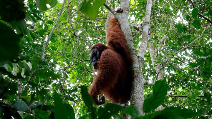 Tips Seru Mengunjungi Suaka Marga Satwa Dunia: Panduan Lengkap 2025