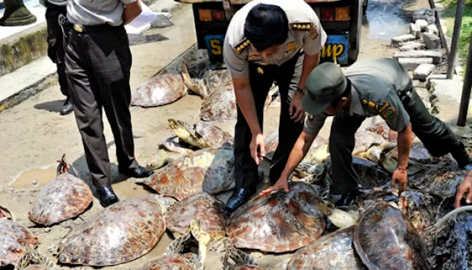 Tragedi Bisu di Balik Konservasi Satwa: Realitas Kelam 2025