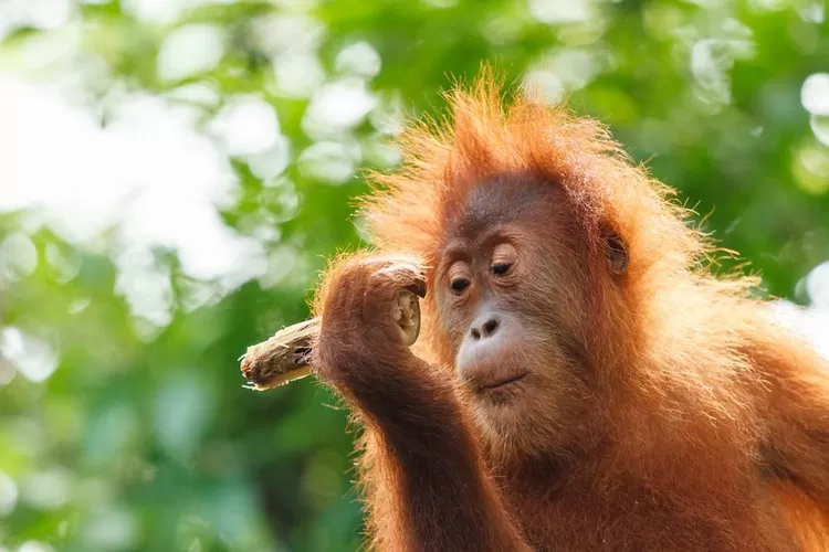 Wajib Tahu Cara Melindungi Suaka Marga Satwa Dunia