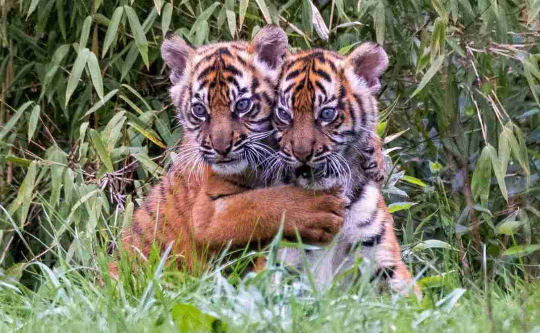 Misteri Suaka Margasatwa 2025: 7 Fakta Mencengangkan yang Jarang Diketahui