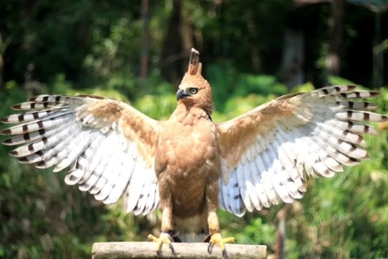 10 Satwa Langka Dunia yang Hidupnya Terancam 2025: Fakta Mengejutkan yang Harus Kamu Tahu!