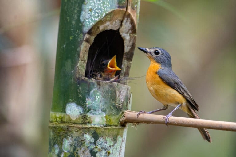 Yogyakarta Tampilkan Keberhasilan Rehabilitasi Ekosistem Genting: Bukti Nyata Pemulihan Alam yang Berkelanjutan