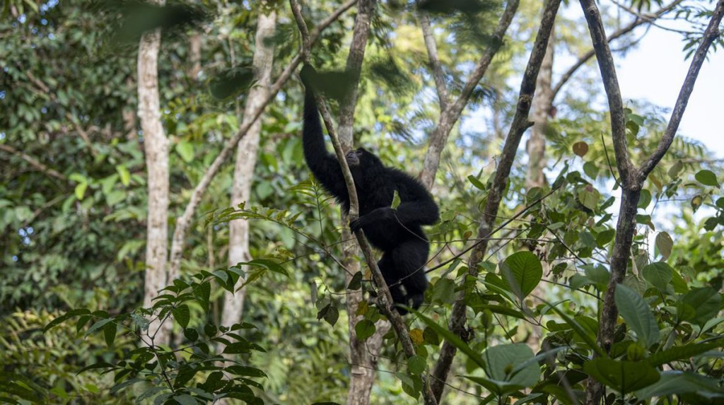 Peran Edukasi dan Penelitian di Kawasan Suaka Margasatwa untuk Konservasi