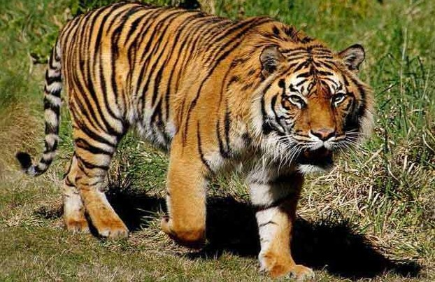 10 Satwa Langka Dunia yang Hidupnya Terancam 2025: Fakta Mengejutkan yang Harus Kamu Tahu!