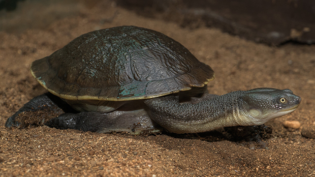 10 Satwa Langka Dunia yang Hidupnya Terancam 2025: Fakta Mengejutkan yang Harus Kamu Tahu!