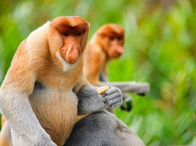 10 Satwa Langka Dunia yang Hidupnya Terancam 2025: Fakta Mengejutkan yang Harus Kamu Tahu!