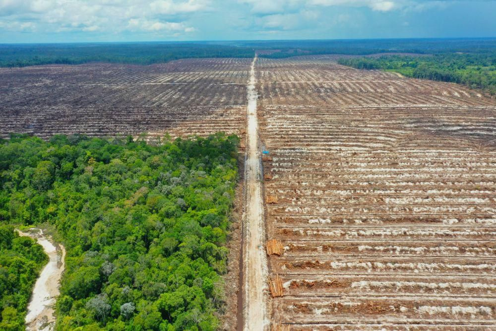 Dampak Mengerikan Hilangnya Hutan Indonesia: 6 Fakta Mengejutkan 2025