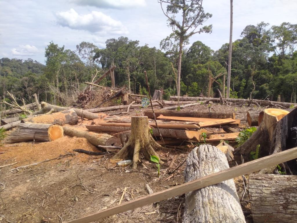 Hutan Gajah Seblat Bengkulu Rusak: Usulan Suaka Margasatwa Baru Selamatkan 25 Ekor Gajah Sumatera
