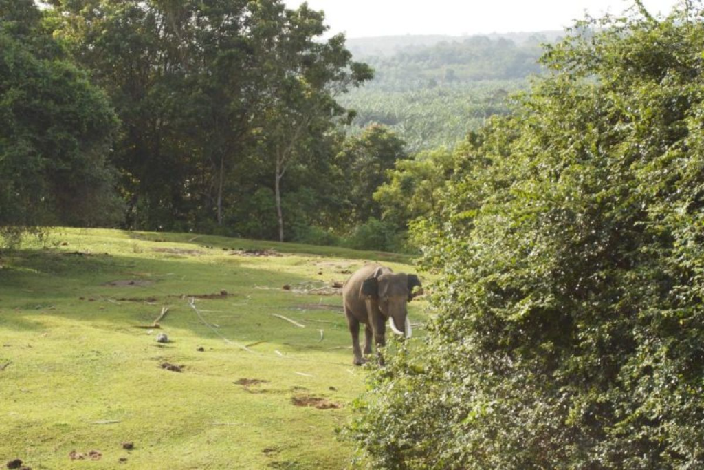 Hutan Gajah Seblat Bengkulu Rusak: Usulan Suaka Margasatwa Baru Selamatkan 25 Ekor Gajah Sumatera