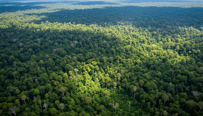 Hutan Gajah Seblat Bengkulu Rusak: Usulan Suaka Margasatwa Baru Selamatkan 25 Ekor Gajah Sumatera