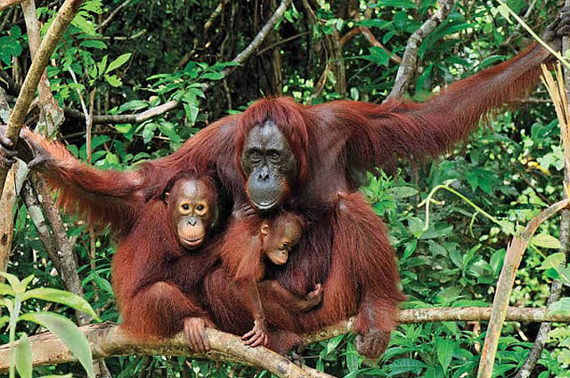Pusat Rehabilitasi Orangutan Terbesar di Indonesia: Nyaru Menteng Rawat 450 Orangutan & Tanjung Puting Rehabilitasi 400 Orangutan Pusat Primata UNESCO
