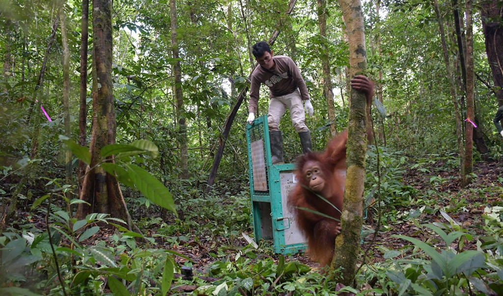 Pusat Rehabilitasi Orangutan Terbesar di Indonesia: Nyaru Menteng Rawat 450 Orangutan & Tanjung Puting Rehabilitasi 400 Orangutan Pusat Primata UNESCO