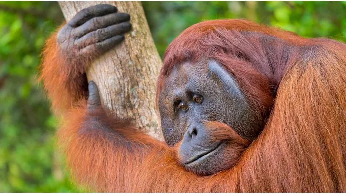 Pusat Rehabilitasi Orangutan Terbesar di Indonesia: Nyaru Menteng Rawat 450 Orangutan & Tanjung Puting Rehabilitasi 400 Orangutan Pusat Primata UNESCO