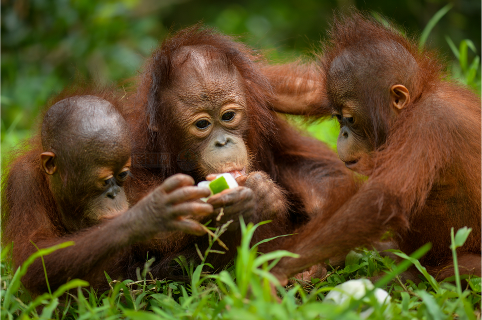 Pusat Rehabilitasi Orangutan Terbesar di Indonesia: Nyaru Menteng Rawat 450 Orangutan & Tanjung Puting Rehabilitasi 400 Orangutan Pusat Primata UNESCO