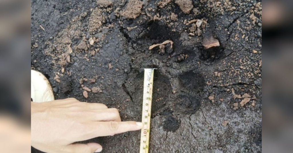 BKSDA Pastikan Jejak Harimau Sumatera di Lampung