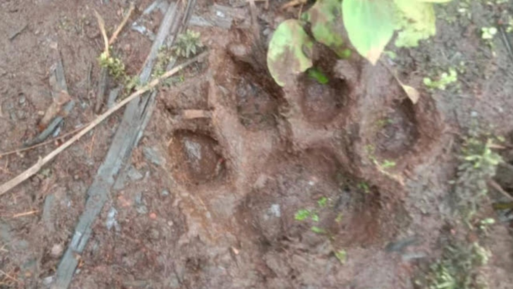 BKSDA Pastikan Jejak Harimau Sumatera di Lampung