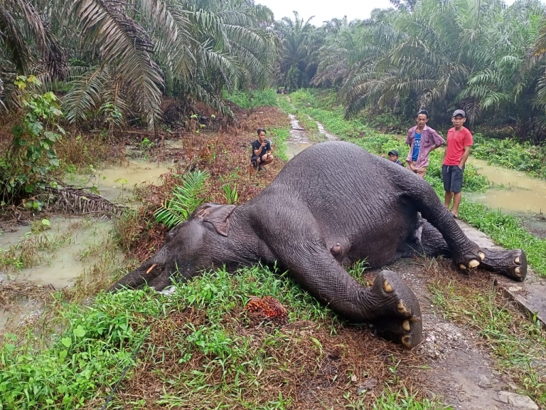 Gajah Sumatera di Ambang Kepunahan 2025