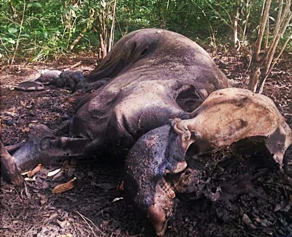 Gajah Sumatera di Ambang Kepunahan 2025