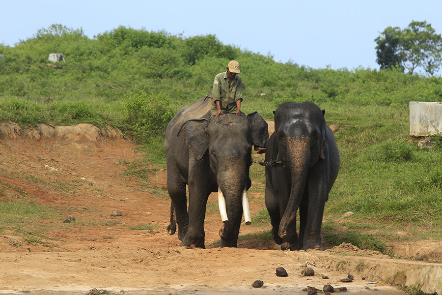 Gajah Sumatera di Ambang Kepunahan 2025