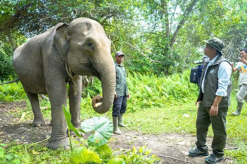 Kemenhut Bangun Koridor Gajah 2.217 Ha Seblat