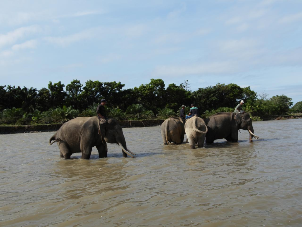 Kemenhut Bangun Koridor Gajah 2.217 Ha Seblat