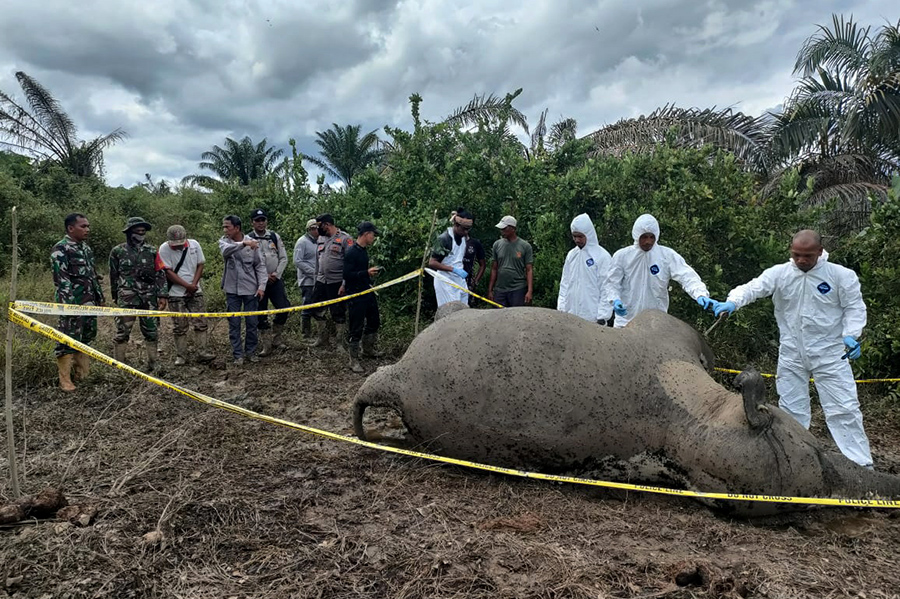 Kemenhut Bangun Koridor Gajah 2.217 Ha Seblat