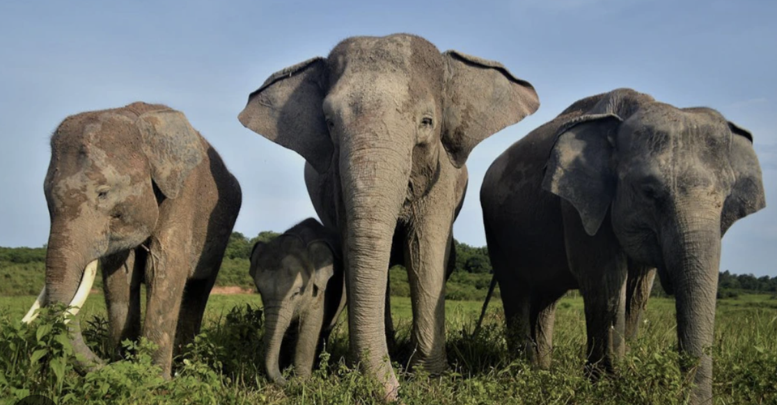 5 Gajah Sumatera Pindah Gunung Raya 2026