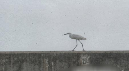 AWC 2026 Catat 99 Spesies Burung Pesisir Jakarta