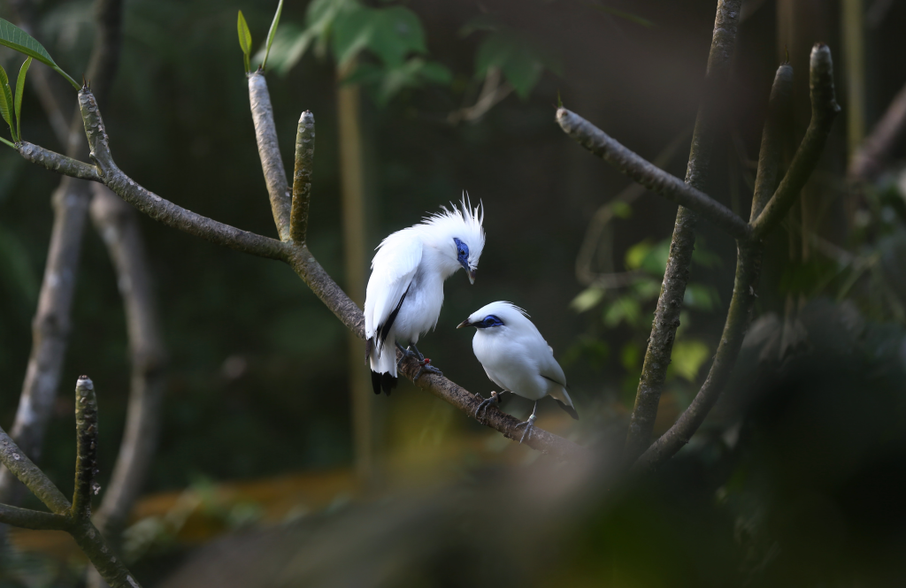 AWC 2026 Catat 99 Spesies Burung Pesisir Jakarta