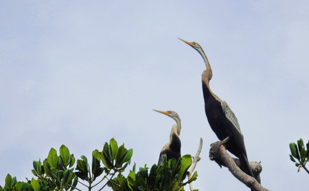 AWC 2026 Catat 99 Spesies Burung Pesisir Jakarta