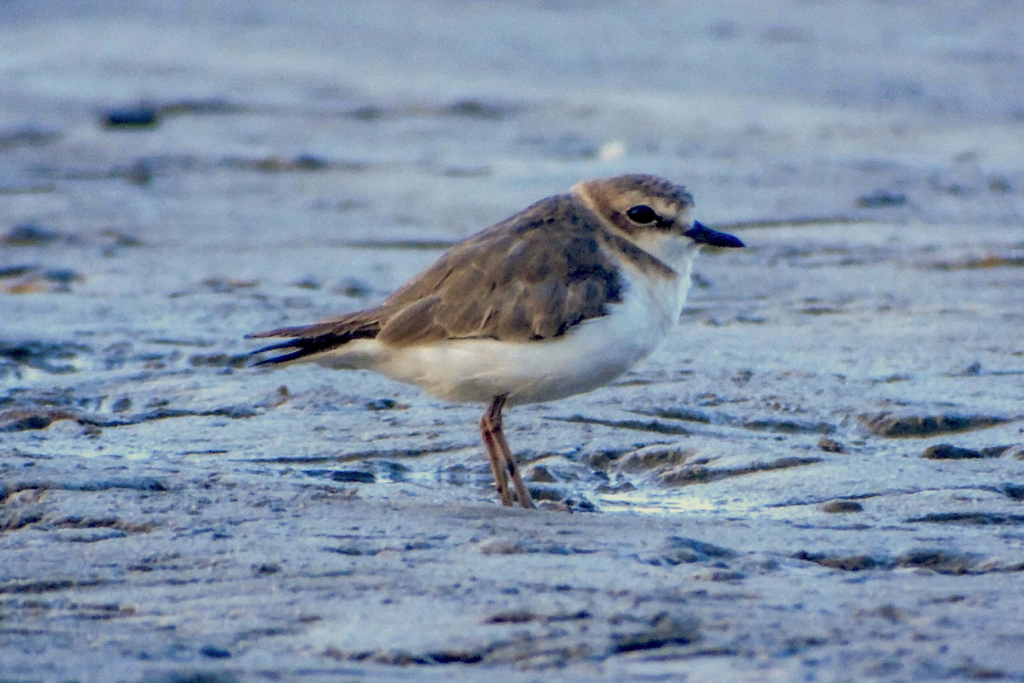 AWC 2026 Catat 99 Spesies Burung Pesisir Jakarta