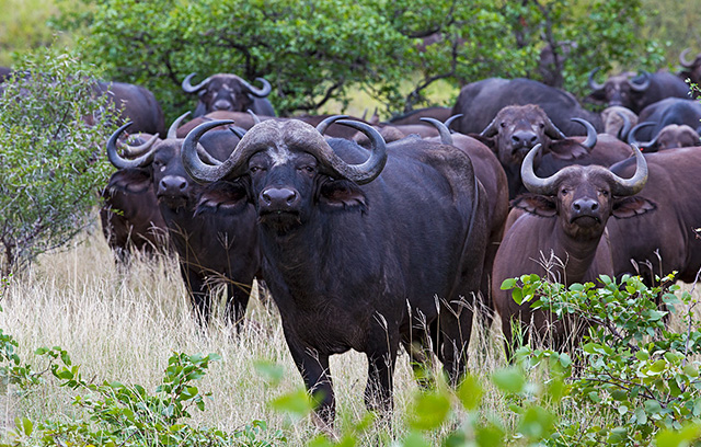 7 Fakta Kruger Big 5 Safari Afrika yang Wajib Tahu