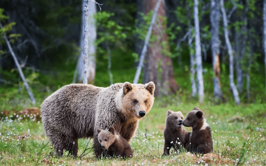 Grizzly Yellowstone Terancam Dihapus, Ini 5 Faktanya