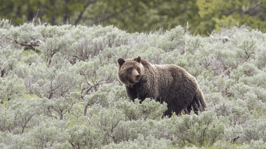 Grizzly Yellowstone Terancam Dihapus, Ini 5 Faktanya
