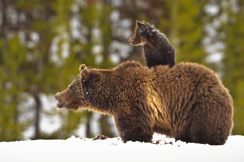 Grizzly Yellowstone Terancam Dihapus, Ini 5 Faktanya