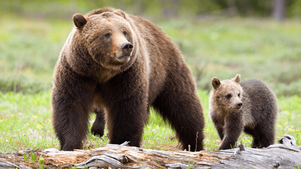 Grizzly Yellowstone Terancam Dihapus, Ini 5 Faktanya